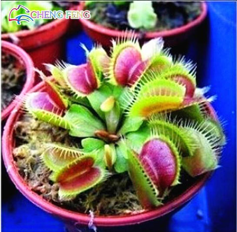 50pcs Potted Insectivorous Dionaea Muscipula Giant Clip Flytrap bonsai Carnivorous Plant home garden decoration