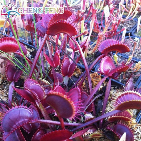50pcs Potted Insectivorous Dionaea Muscipula Giant Clip Flytrap bonsai Carnivorous Plant home garden decoration