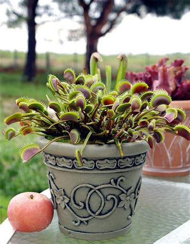 50pcs Potted Insectivorous Dionaea Muscipula Giant Clip Flytrap bonsai Carnivorous Plant home garden decoration