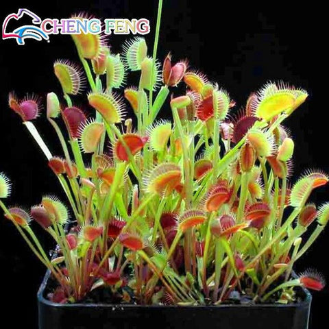 50pcs Potted Insectivorous Dionaea Muscipula Giant Clip Flytrap bonsai Carnivorous Plant home garden decoration