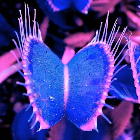 50pcs Potted Insectivorous Dionaea Muscipula Giant Clip Flytrap bonsai Carnivorous Plant home garden decoration