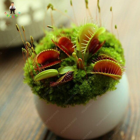 50pcs Potted Insectivorous Dionaea Muscipula Giant Clip Flytrap bonsai Carnivorous Plant home garden decoration