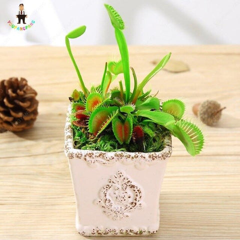 50pcs Potted Insectivorous Dionaea Muscipula Giant Clip Flytrap bonsai Carnivorous Plant home garden decoration