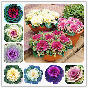 Flowering Ornamental Cabbage Bonsai Plant Flowering Kale In Bonsai Or Pot Garden Decoration Flower Bonsai 100 Pcs/Bag