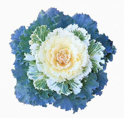 Flowering Ornamental Cabbage Bonsai Plant Flowering Kale In Bonsai Or Pot Garden Decoration Flower Bonsai 100 Pcs/Bag