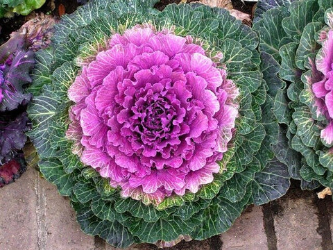 Flowering Ornamental Cabbage Bonsai Plant Flowering Kale In Bonsai Or Pot Garden Decoration Flower Bonsai 100 Pcs/Bag