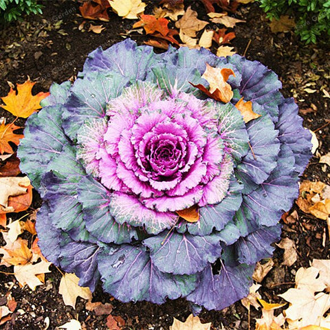 Flowering Ornamental Cabbage Bonsai Plant Flowering Kale In Bonsai Or Pot Garden Decoration Flower Bonsai 100 Pcs/Bag