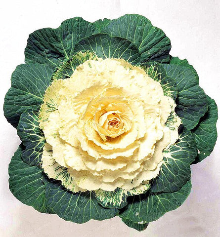 Flowering Ornamental Cabbage Bonsai Plant Flowering Kale In Bonsai Or Pot Garden Decoration Flower Bonsai 100 Pcs/Bag