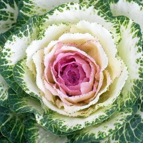 Flowering Ornamental Cabbage Bonsai Plant Flowering Kale In Bonsai Or Pot Garden Decoration Flower Bonsai 100 Pcs/Bag