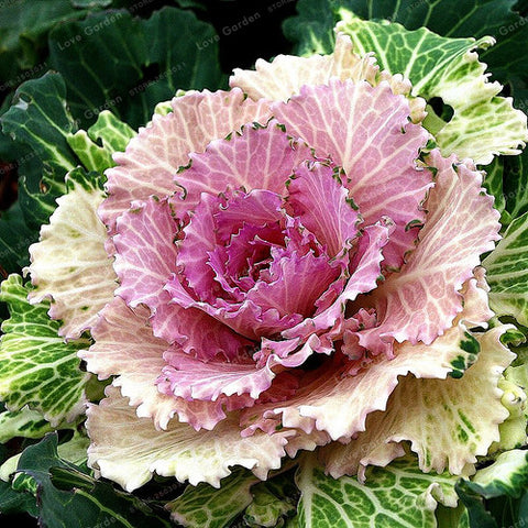 Flowering Ornamental Cabbage Bonsai Plant Flowering Kale In Bonsai Or Pot Garden Decoration Flower Bonsai 100 Pcs/Bag