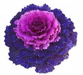 Flowering Ornamental Cabbage Bonsai Plant Flowering Kale In Bonsai Or Pot Garden Decoration Flower Bonsai 100 Pcs/Bag