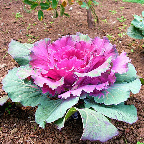 Flowering Ornamental Cabbage Bonsai Plant Flowering Kale In Bonsai Or Pot Garden Decoration Flower Bonsai 100 Pcs/Bag