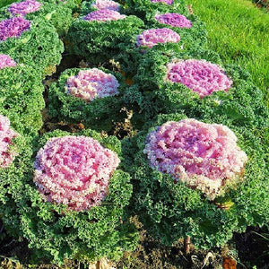 Flowering Ornamental Cabbage Bonsai Plant Flowering Kale In Bonsai Or Pot Garden Decoration Flower Bonsai 100 Pcs/Bag