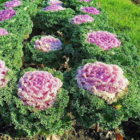 Flowering Ornamental Cabbage Bonsai Plant Flowering Kale In Bonsai Or Pot Garden Decoration Flower Bonsai 100 Pcs/Bag