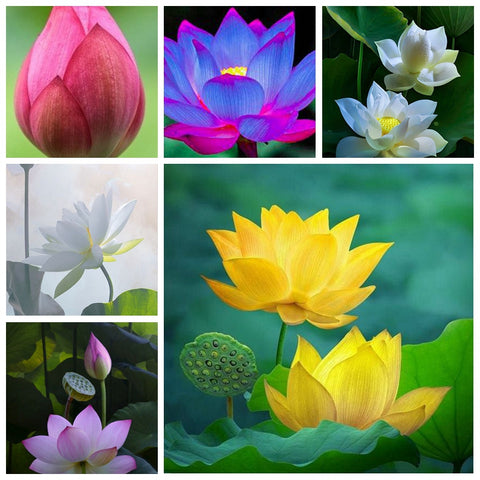2 PCS Mixed Bowl Lotus Flower Aquarium Water Lily Aquarios Plant Pool sflower Bonsai for Garden Decor 99% Germination Rate