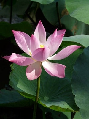 2 PCS Mixed Bowl Lotus Flower Aquarium Water Lily Aquarios Plant Pool sflower Bonsai for Garden Decor 99% Germination Rate