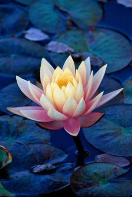 2 PCS Mixed Bowl Lotus Flower Aquarium Water Lily Aquarios Plant Pool sflower Bonsai for Garden Decor 99% Germination Rate