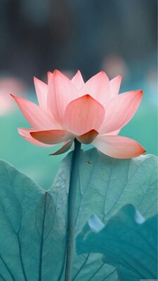 2 PCS Mixed Bowl Lotus Flower Aquarium Water Lily Aquarios Plant Pool sflower Bonsai for Garden Decor 99% Germination Rate