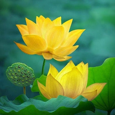 2 PCS Mixed Bowl Lotus Flower Aquarium Water Lily Aquarios Plant Pool sflower Bonsai for Garden Decor 99% Germination Rate
