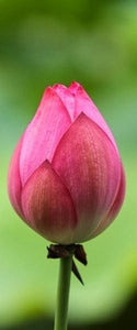 2 PCS Mixed Bowl Lotus Flower Aquarium Water Lily Aquarios Plant Pool sflower Bonsai for Garden Decor 99% Germination Rate