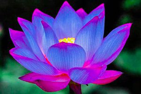 2 PCS Mixed Bowl Lotus Flower Aquarium Water Lily Aquarios Plant Pool sflower Bonsai for Garden Decor 99% Germination Rate