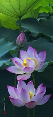 2 PCS Mixed Bowl Lotus Flower Aquarium Water Lily Aquarios Plant Pool sflower Bonsai for Garden Decor 99% Germination Rate