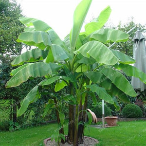 100pcs Very Rare Banana Bonsai Fruit Bonsai Rare Exotic Bonsai Banana Potted Gift Plant Decoration Home & Garden Free Shipping