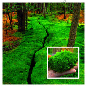100Pcs bonsai Moss garden, green plant,Decorative Grass flores,Potted Plant For DIY Home