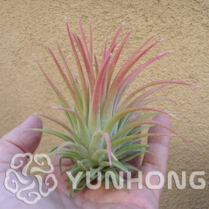 100pcs Hot Sale Tillandsia Cyanea bonsai Potted Flower plant Purple Chinese Rare Bonsai Decoration For Home Garden Free Shipping