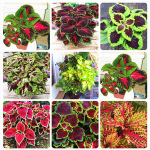 New Hot 100pcs Rainbow Mix Coleus bonsai 15 Kinds Of Flower Grass plant Home Garden Bonsai Tree Decor Balcony Plant