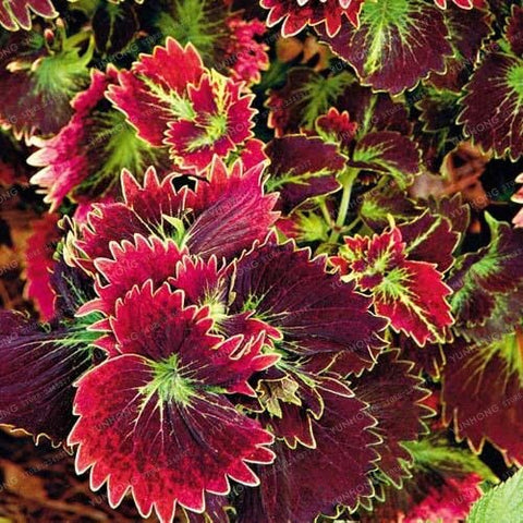 New Hot 100pcs Rainbow Mix Coleus bonsai 15 Kinds Of Flower Grass plant Home Garden Bonsai Tree Decor Balcony Plant