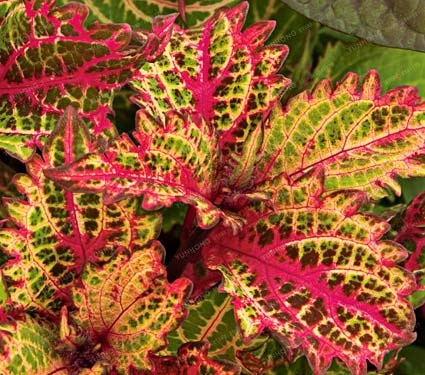 New Hot 100pcs Rainbow Mix Coleus bonsai 15 Kinds Of Flower Grass plant Home Garden Bonsai Tree Decor Balcony Plant