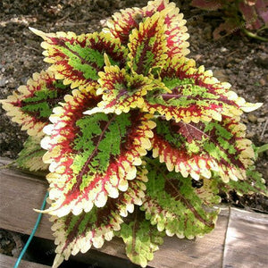 New Hot 100pcs Rainbow Mix Coleus bonsai 15 Kinds Of Flower Grass plant Home Garden Bonsai Tree Decor Balcony Plant