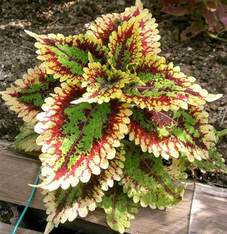 New Hot 100pcs Rainbow Mix Coleus bonsai 15 Kinds Of Flower Grass plant Home Garden Bonsai Tree Decor Balcony Plant