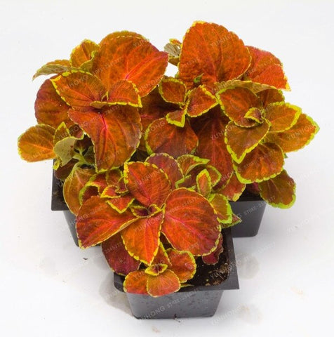 New Hot 100pcs Rainbow Mix Coleus bonsai 15 Kinds Of Flower Grass plant Home Garden Bonsai Tree Decor Balcony Plant