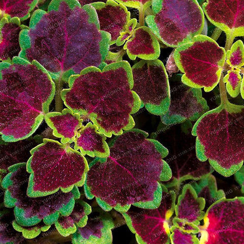New Hot 100pcs Rainbow Mix Coleus bonsai 15 Kinds Of Flower Grass plant Home Garden Bonsai Tree Decor Balcony Plant