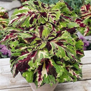 New Hot 100pcs Rainbow Mix Coleus bonsai 15 Kinds Of Flower Grass plant Home Garden Bonsai Tree Decor Balcony Plant