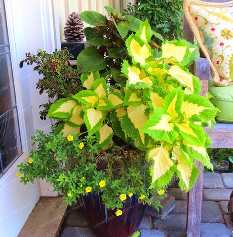 New Hot 100pcs Rainbow Mix Coleus bonsai 15 Kinds Of Flower Grass plant Home Garden Bonsai Tree Decor Balcony Plant