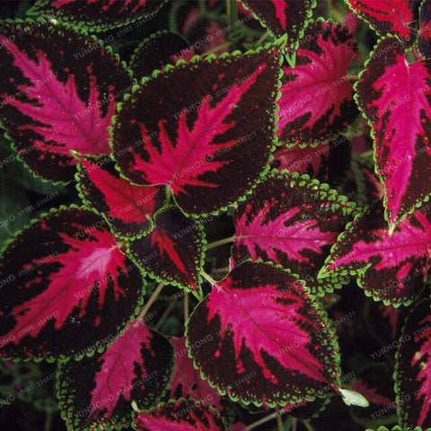 New Hot 100pcs Rainbow Mix Coleus bonsai 15 Kinds Of Flower Grass plant Home Garden Bonsai Tree Decor Balcony Plant