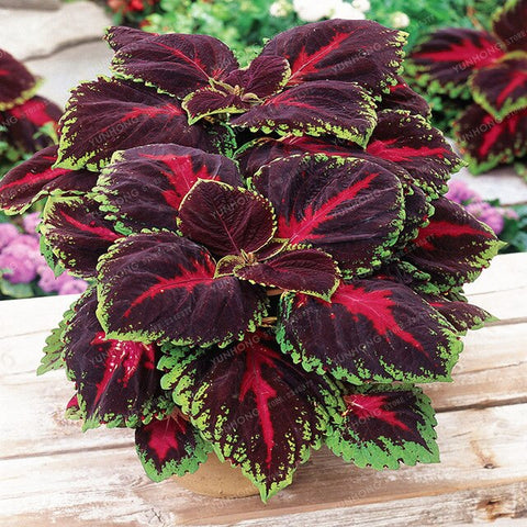 New Hot 100pcs Rainbow Mix Coleus bonsai 15 Kinds Of Flower Grass plant Home Garden Bonsai Tree Decor Balcony Plant