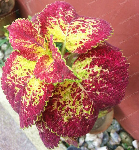 New Hot 100pcs Rainbow Mix Coleus bonsai 15 Kinds Of Flower Grass plant Home Garden Bonsai Tree Decor Balcony Plant