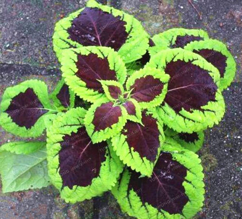 New Hot 100pcs Rainbow Mix Coleus bonsai 15 Kinds Of Flower Grass plant Home Garden Bonsai Tree Decor Balcony Plant