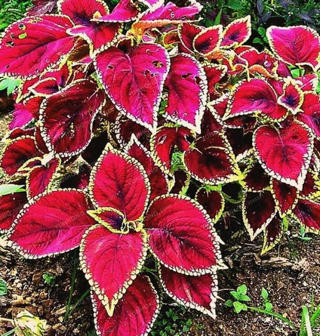 New Hot 100pcs Rainbow Mix Coleus bonsai 15 Kinds Of Flower Grass plant Home Garden Bonsai Tree Decor Balcony Plant