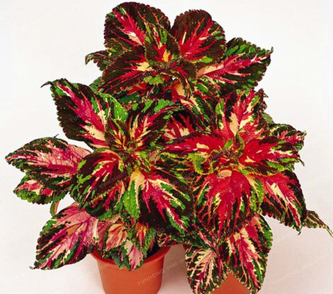 New Hot 100pcs Rainbow Mix Coleus bonsai 15 Kinds Of Flower Grass plant Home Garden Bonsai Tree Decor Balcony Plant