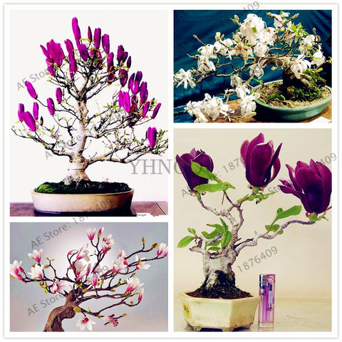 Magnolia bonsai,rare potted flower tree flores,home and garden decoration plant,easy to grow,30pcs/bag