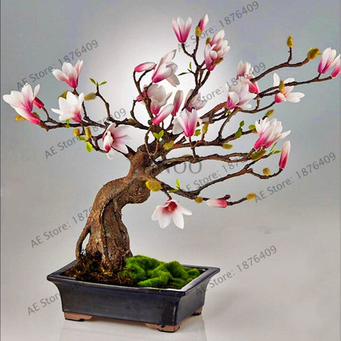 Magnolia bonsai,rare potted flower tree flores,home and garden decoration plant,easy to grow,30pcs/bag