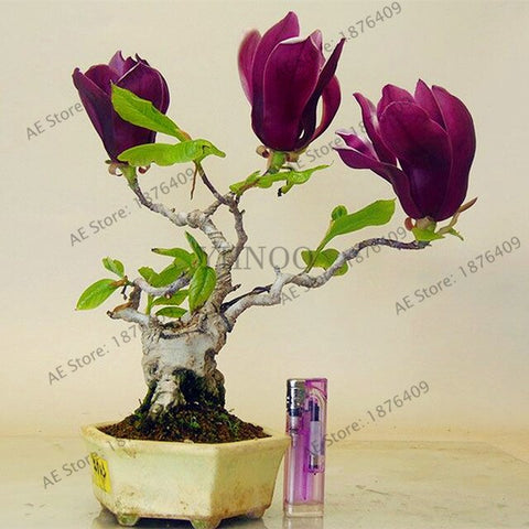 Magnolia bonsai,rare potted flower tree flores,home and garden decoration plant,easy to grow,30pcs/bag