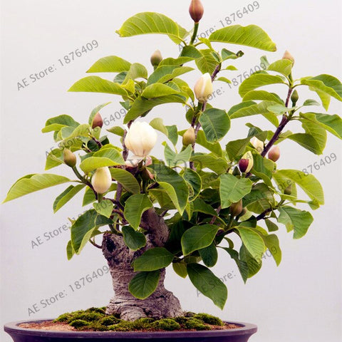 Magnolia bonsai,rare potted flower tree flores,home and garden decoration plant,easy to grow,30pcs/bag