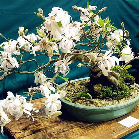 Magnolia bonsai,rare potted flower tree flores,home and garden decoration plant,easy to grow,30pcs/bag