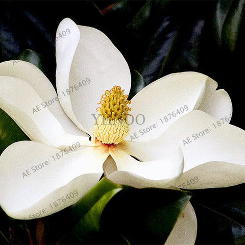 Magnolia bonsai,rare potted flower tree flores,home and garden decoration plant,easy to grow,30pcs/bag